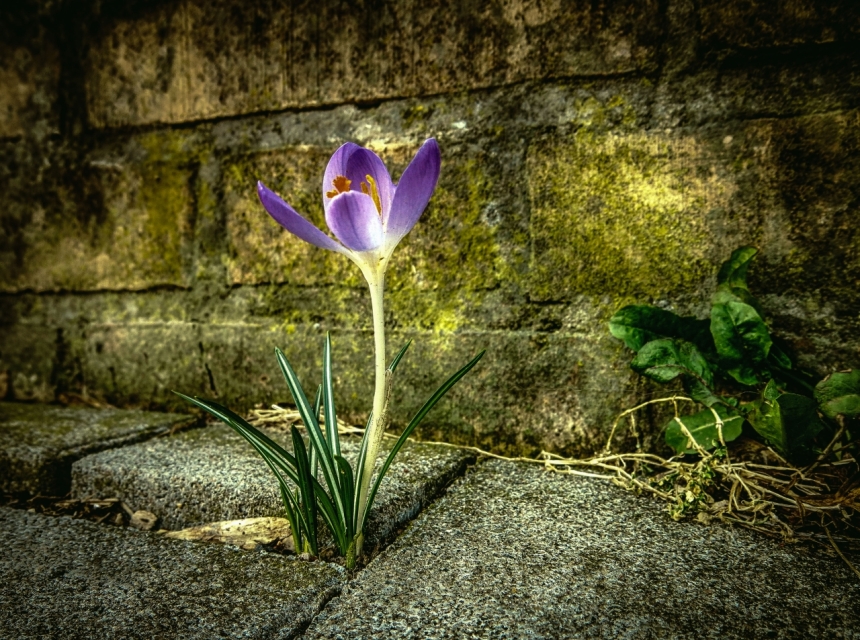 IMG_0188_HDR-lonely.crocus